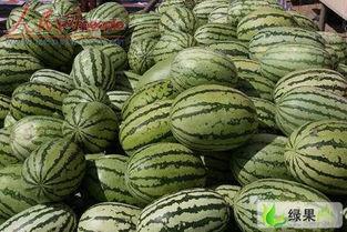 宁夏兴仁镇硒砂瓜免费吃,免费品尝大自然的馈赠” 第3张 宁夏兴仁镇硒砂瓜免费吃,免费品尝大自然的馈赠” 第3张