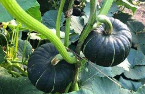 吃瓜网红音乐大全,带你领略流行音乐新风尚